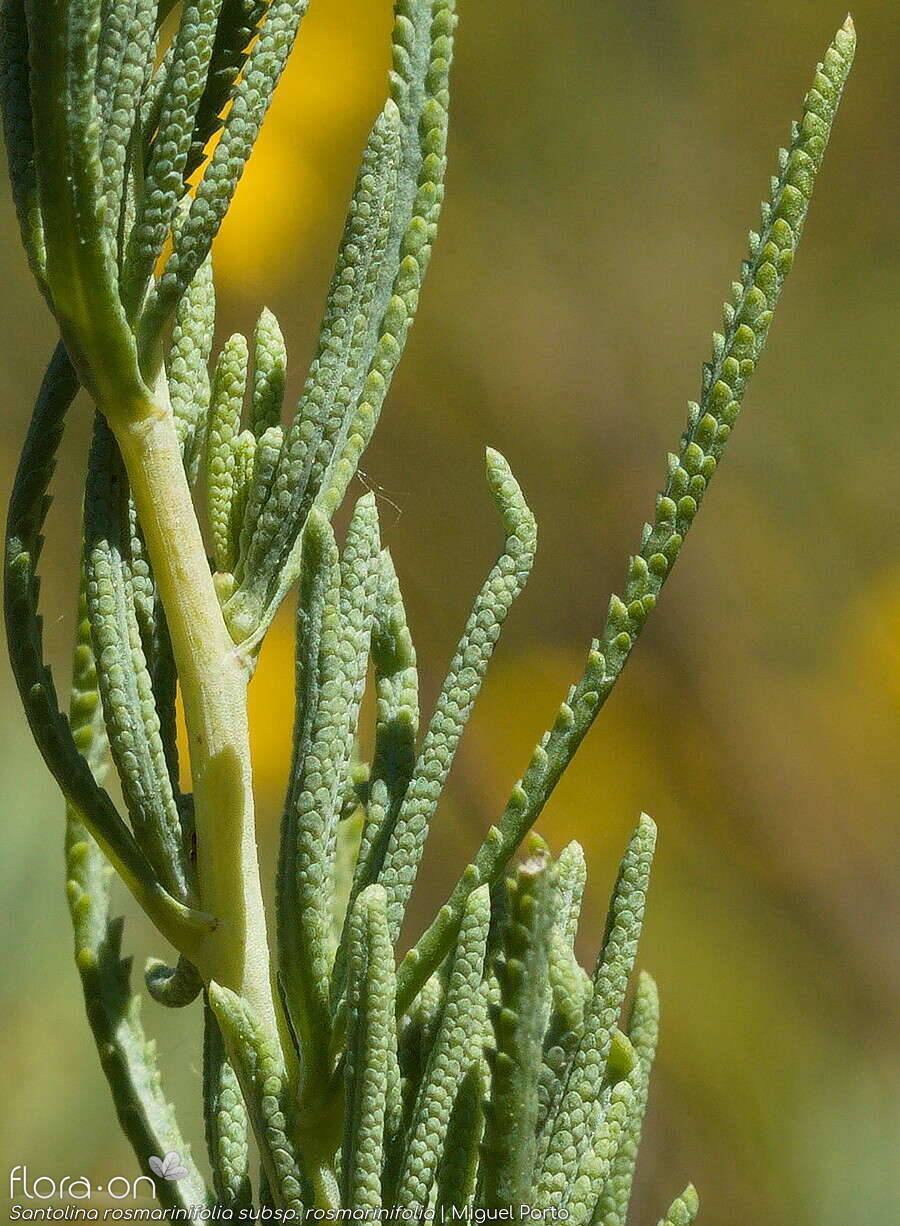 Santolina rosmarinifolia rosmarinifolia - Folha | Miguel Porto; CC BY-NC 4.0