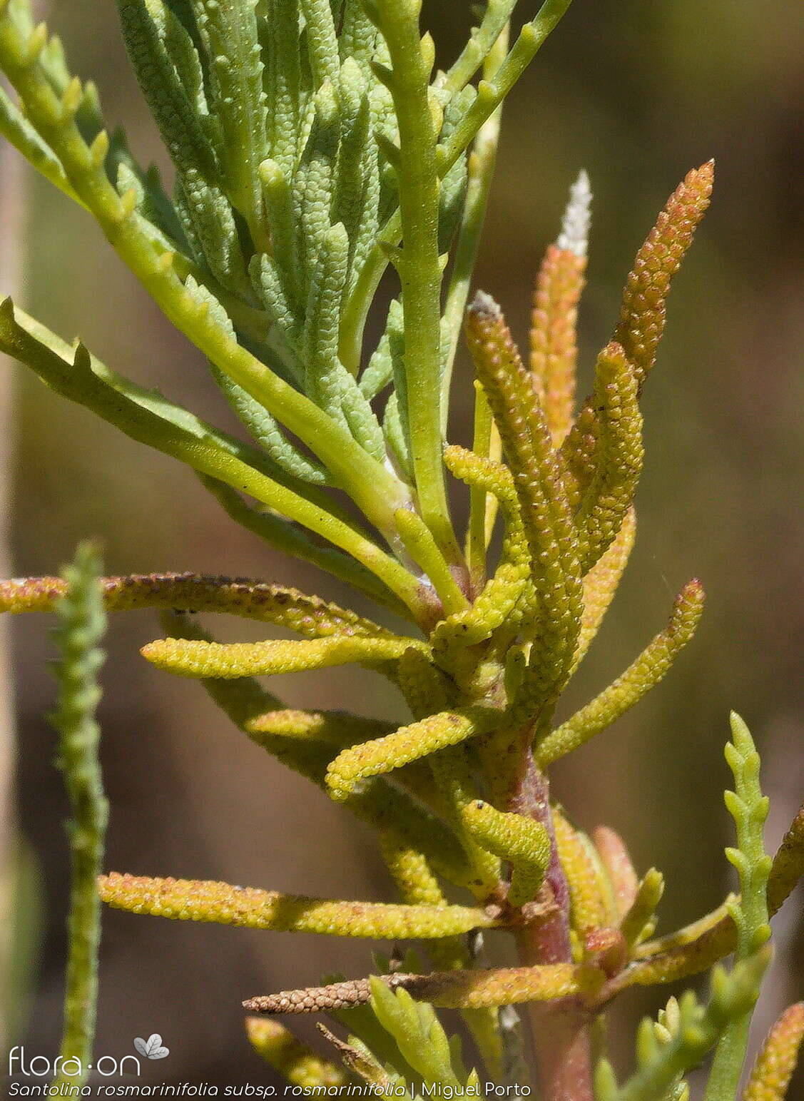 Santolina rosmarinifolia rosmarinifolia - Folha | Miguel Porto; CC BY-NC 4.0