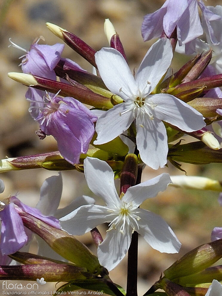 Saponaria officinalis