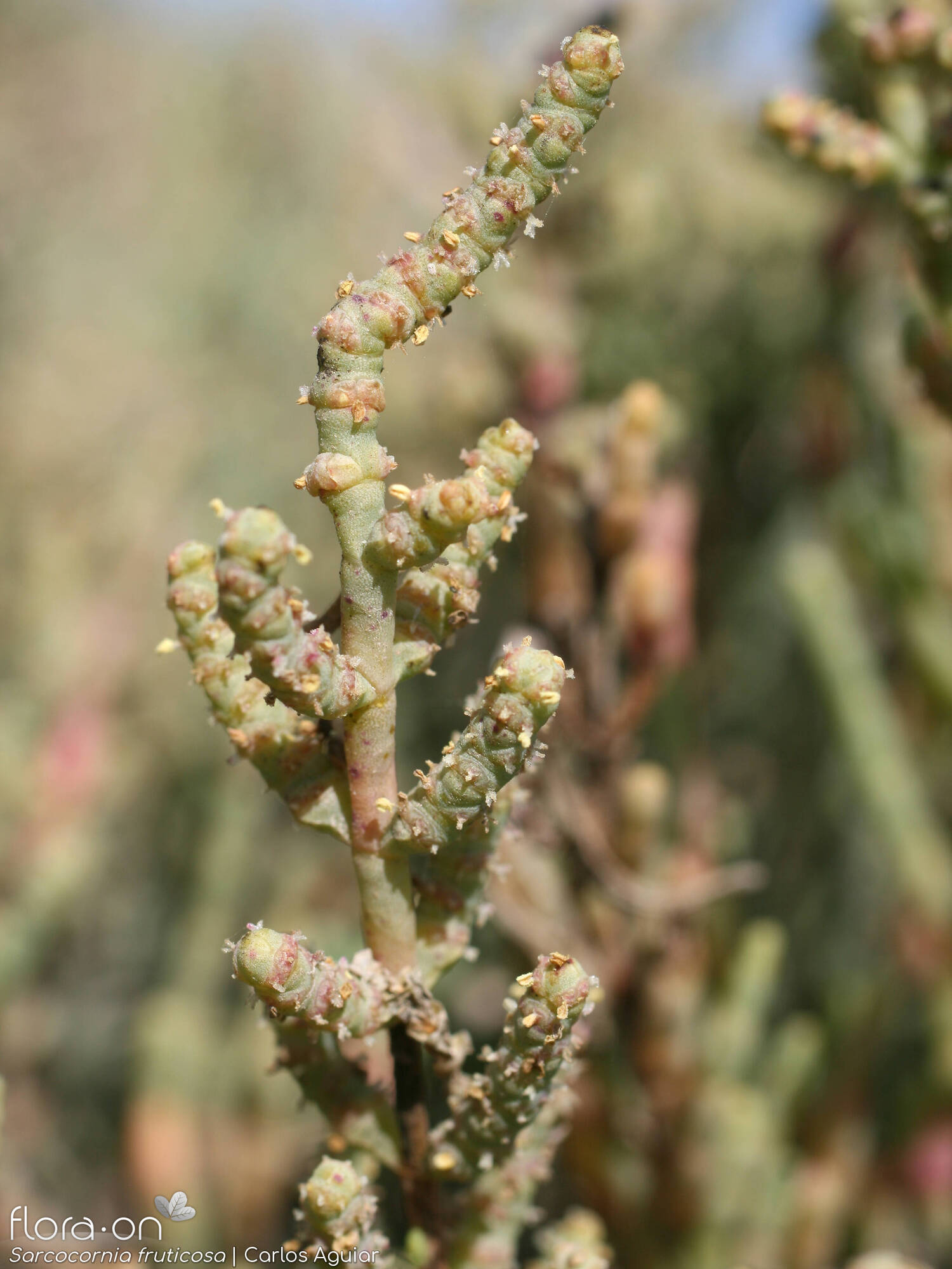 Sarcocornia fruticosa - Flor (geral) | Carlos Aguiar; CC BY-NC 4.0