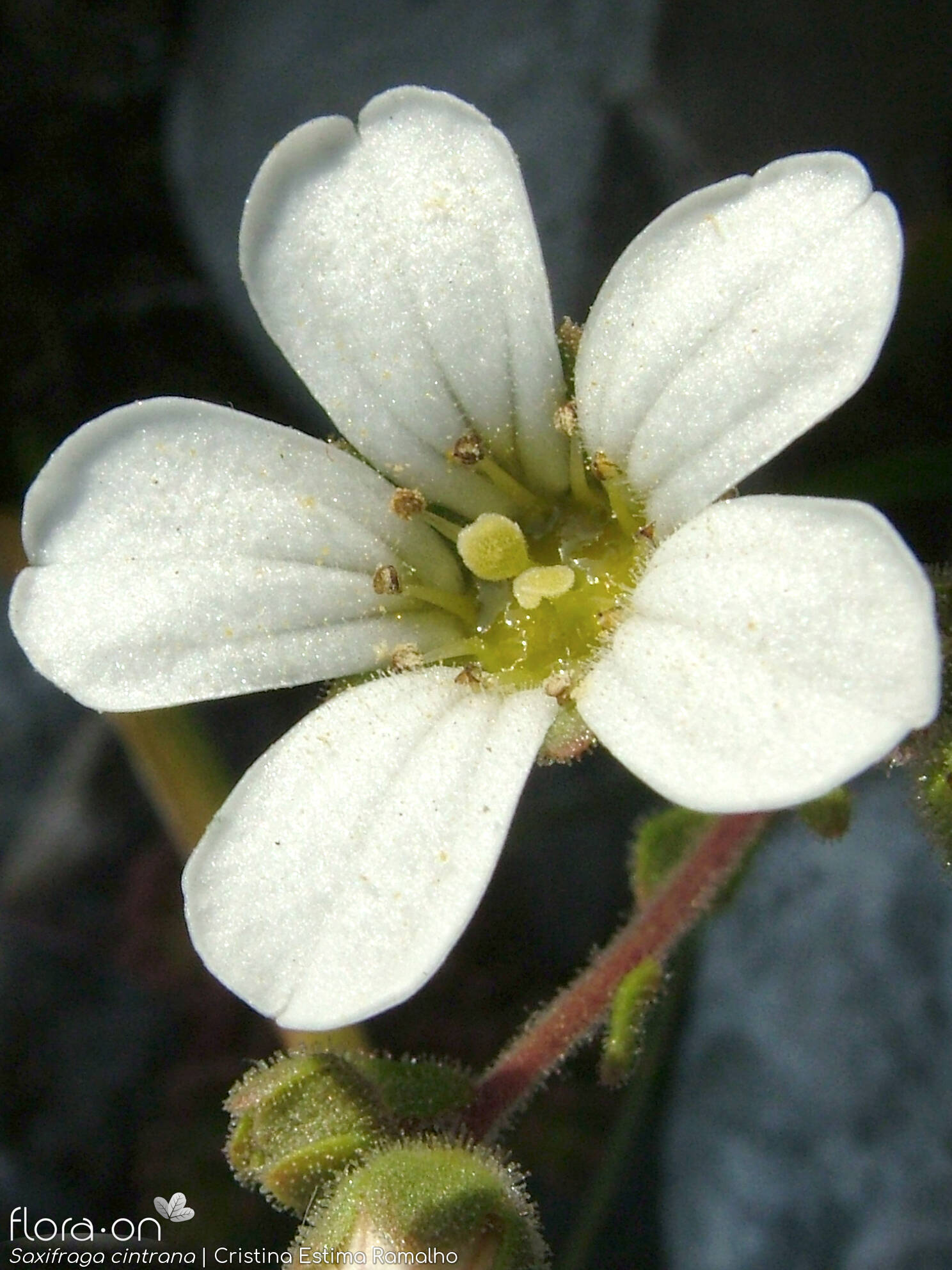 Saxifraga cintrana - Flor (close-up) | Cristina Estima Ramalho; CC BY-NC 4.0