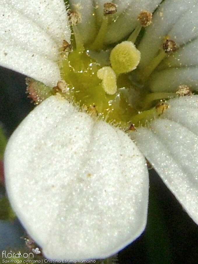 Saxifraga cintrana - Flor (close-up) | Cristina Estima Ramalho; CC BY-NC 4.0