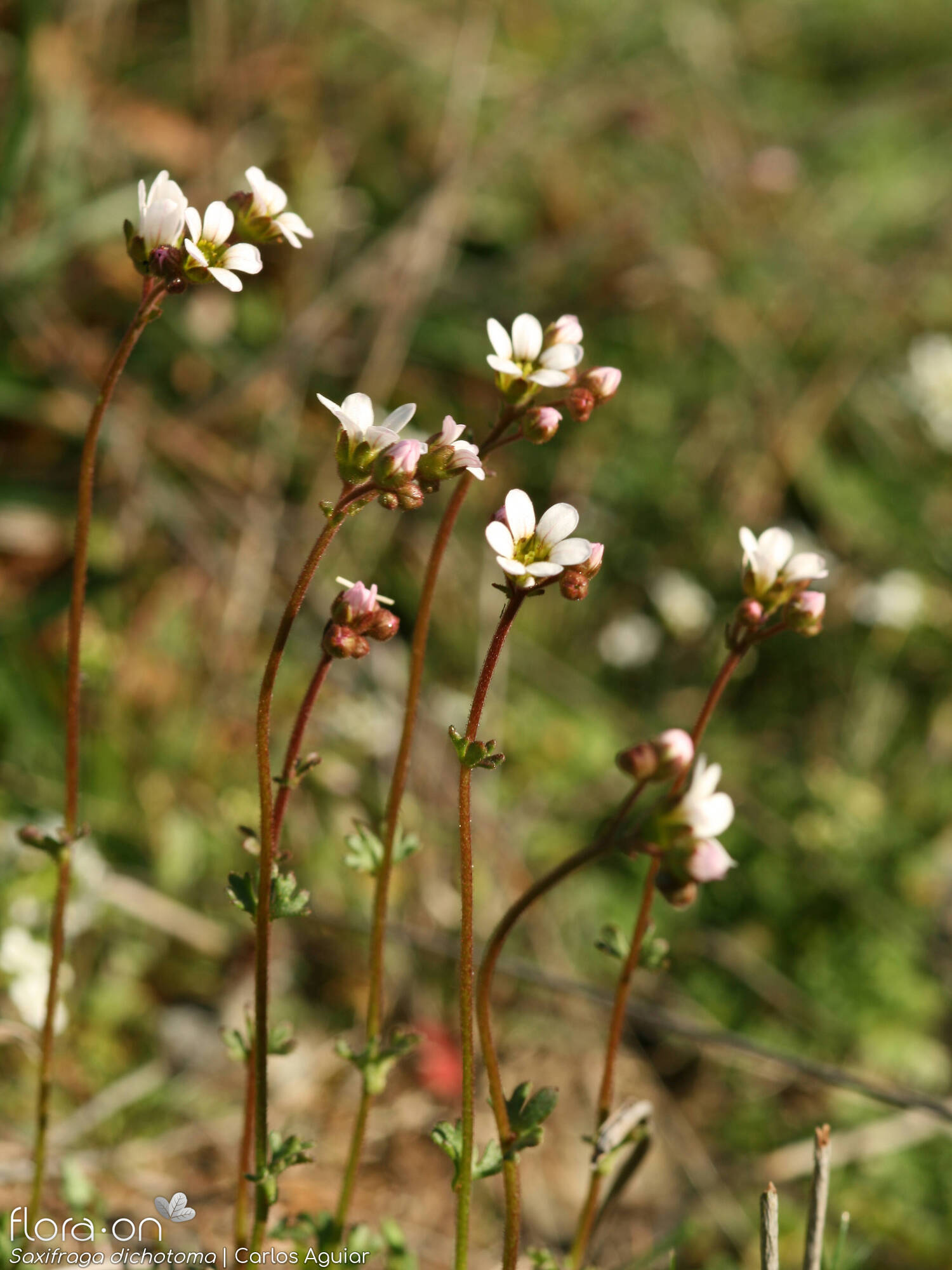 Saxifraga dichotoma - Flor (geral) | Carlos Aguiar; CC BY-NC 4.0