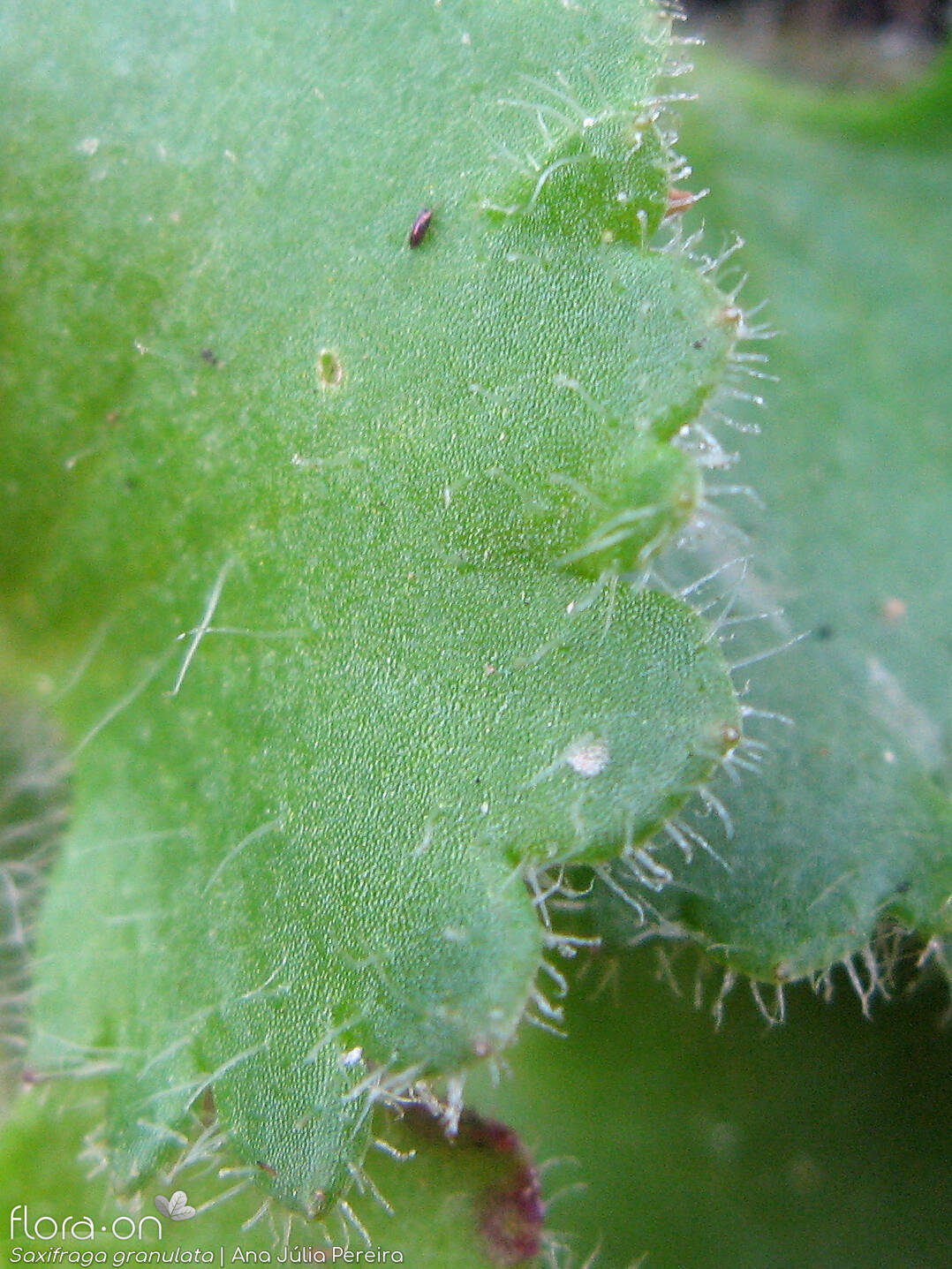 Saxifraga granulata - Folha | Ana Júlia Pereira; CC BY-NC 4.0
