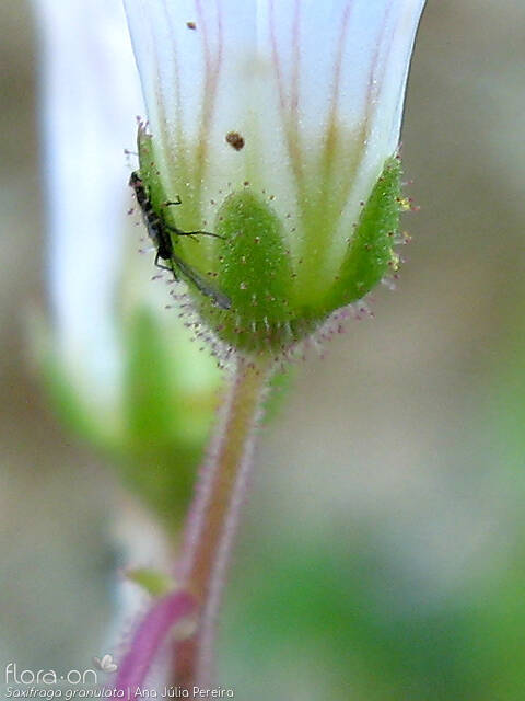 Saxifraga granulata - Cálice | Ana Júlia Pereira; CC BY-NC 4.0