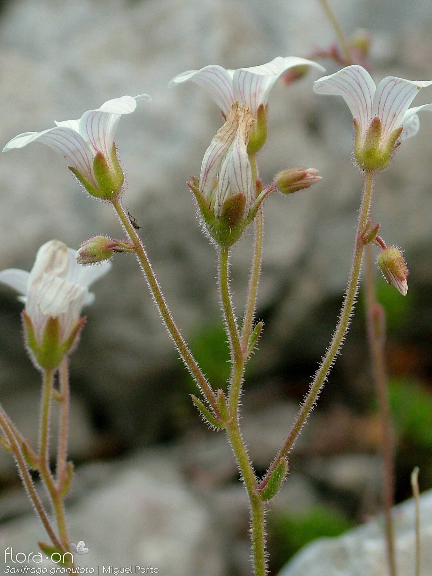Saxifraga granulata - Flor (geral) | Miguel Porto; CC BY-NC 4.0