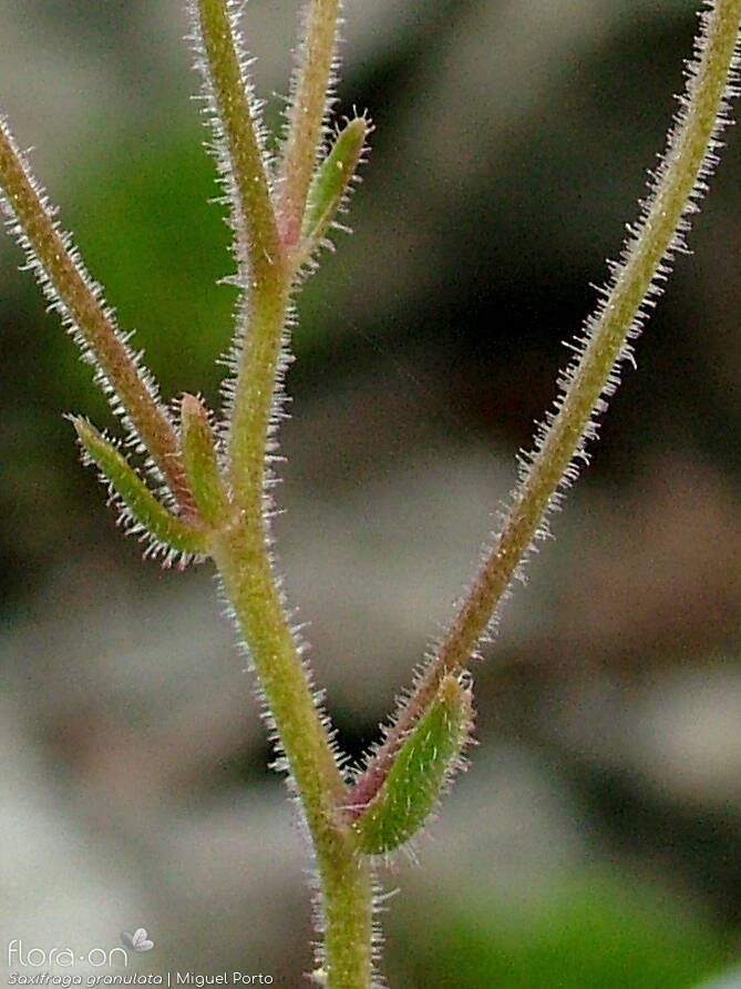 Saxifraga granulata - Caule | Miguel Porto; CC BY-NC 4.0