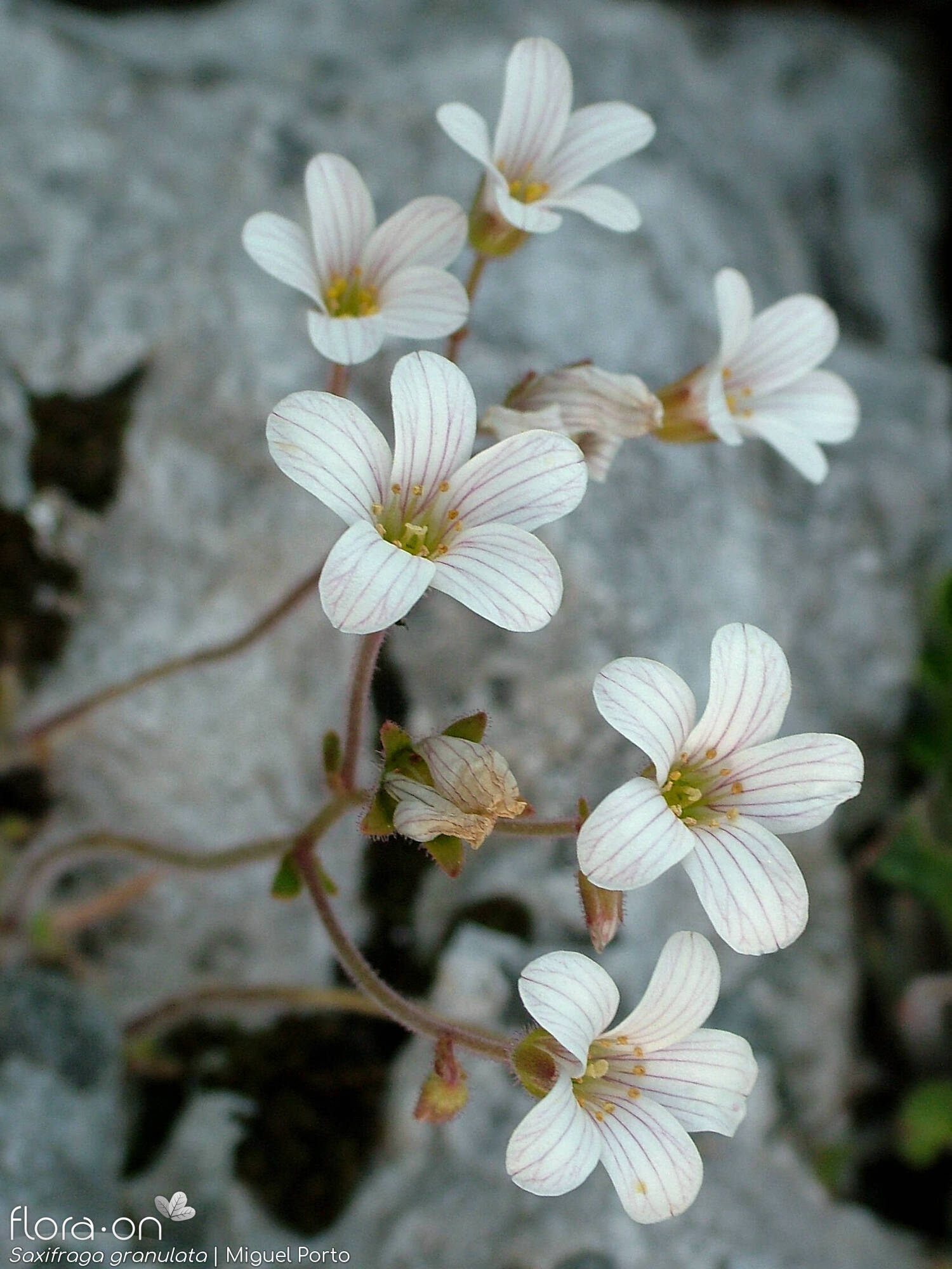 Saxifraga granulata - Flor (geral) | Miguel Porto; CC BY-NC 4.0