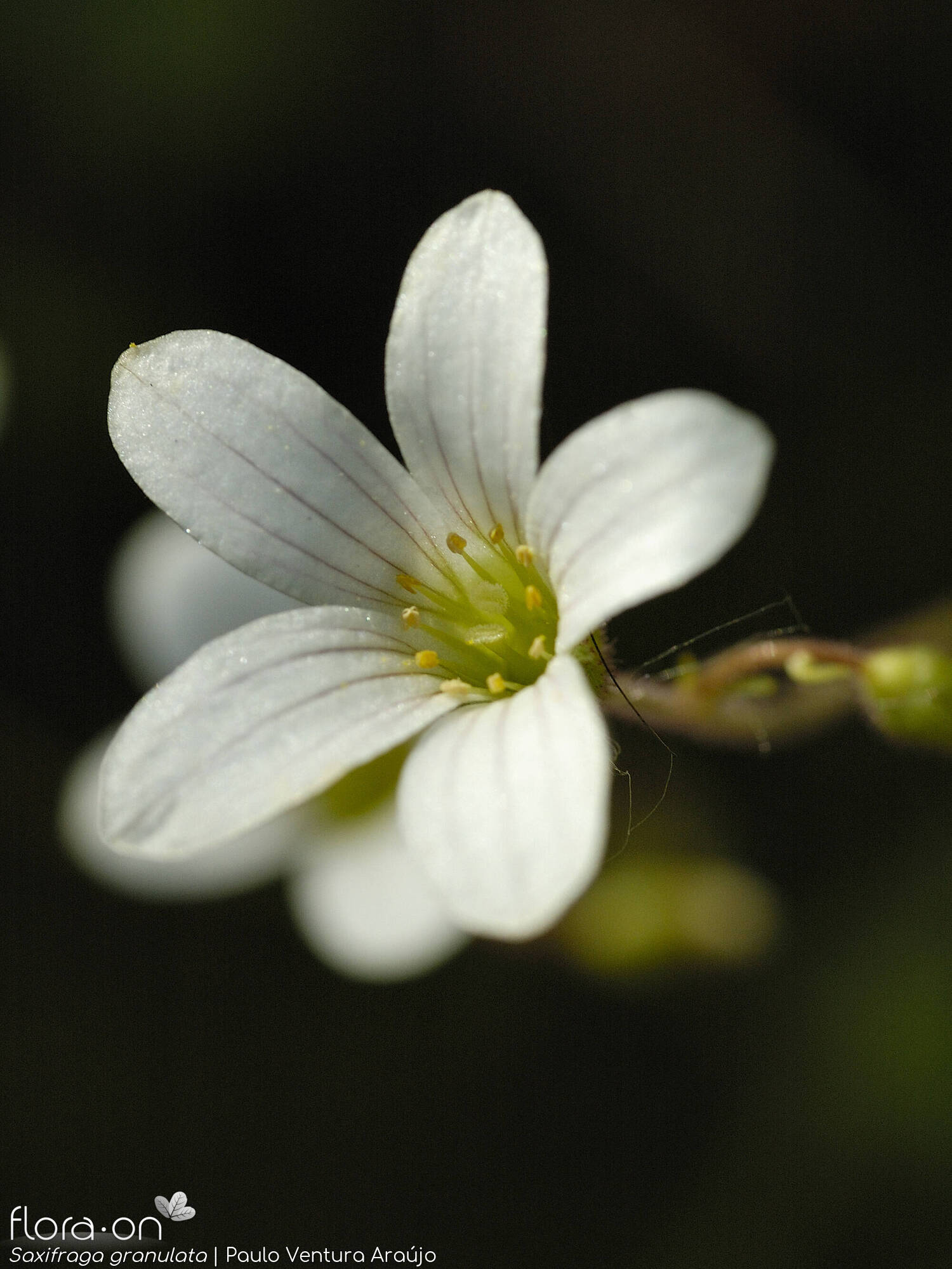 Saxifraga granulata - Flor (close-up) | Paulo Ventura Araújo; CC BY-NC 4.0