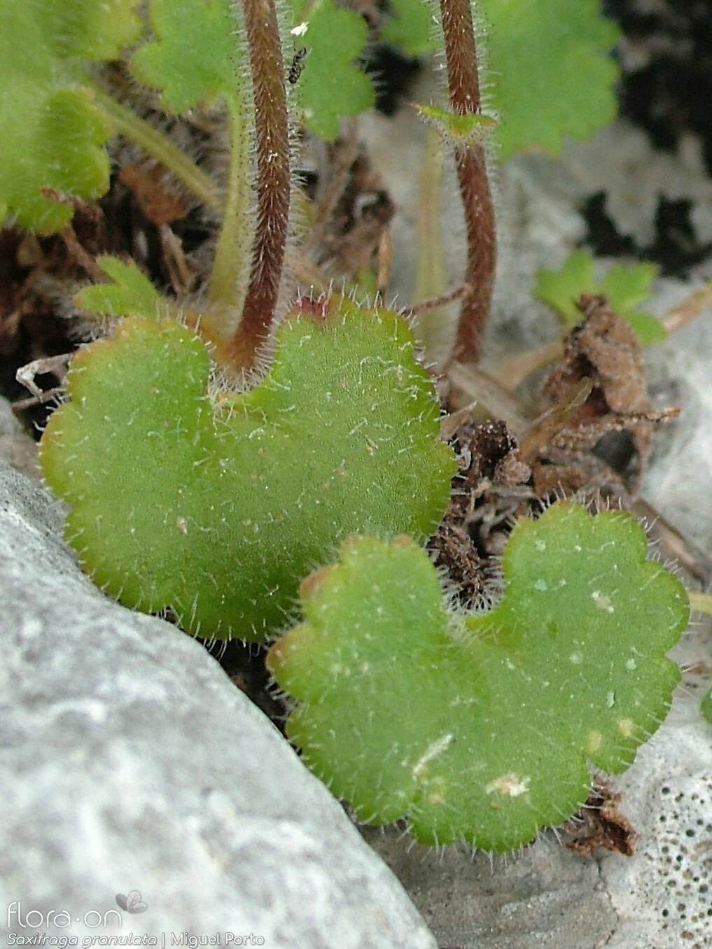 Saxifraga granulata - Folha | Miguel Porto; CC BY-NC 4.0