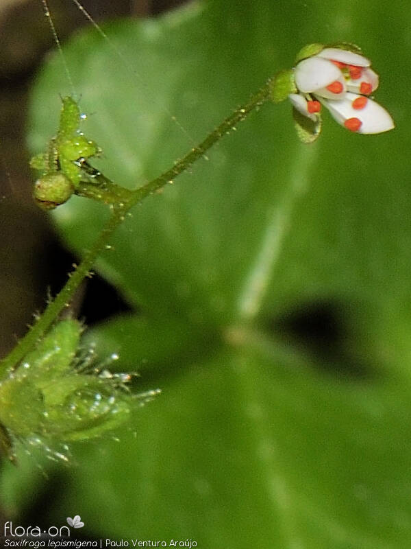 Saxifraga lepismigena - Flor (close-up) | Paulo Ventura Araújo; CC BY-NC 4.0