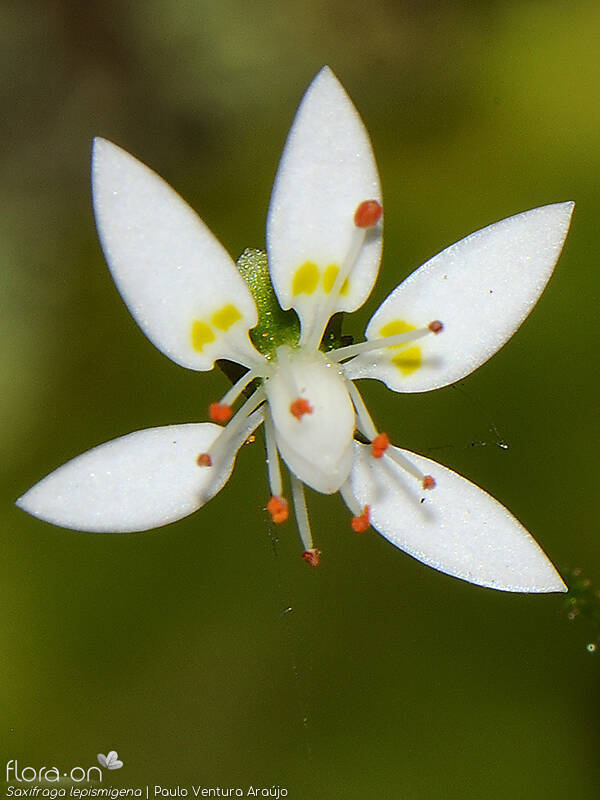 Saxifraga lepismigena - Flor (close-up) | Paulo Ventura Araújo; CC BY-NC 4.0