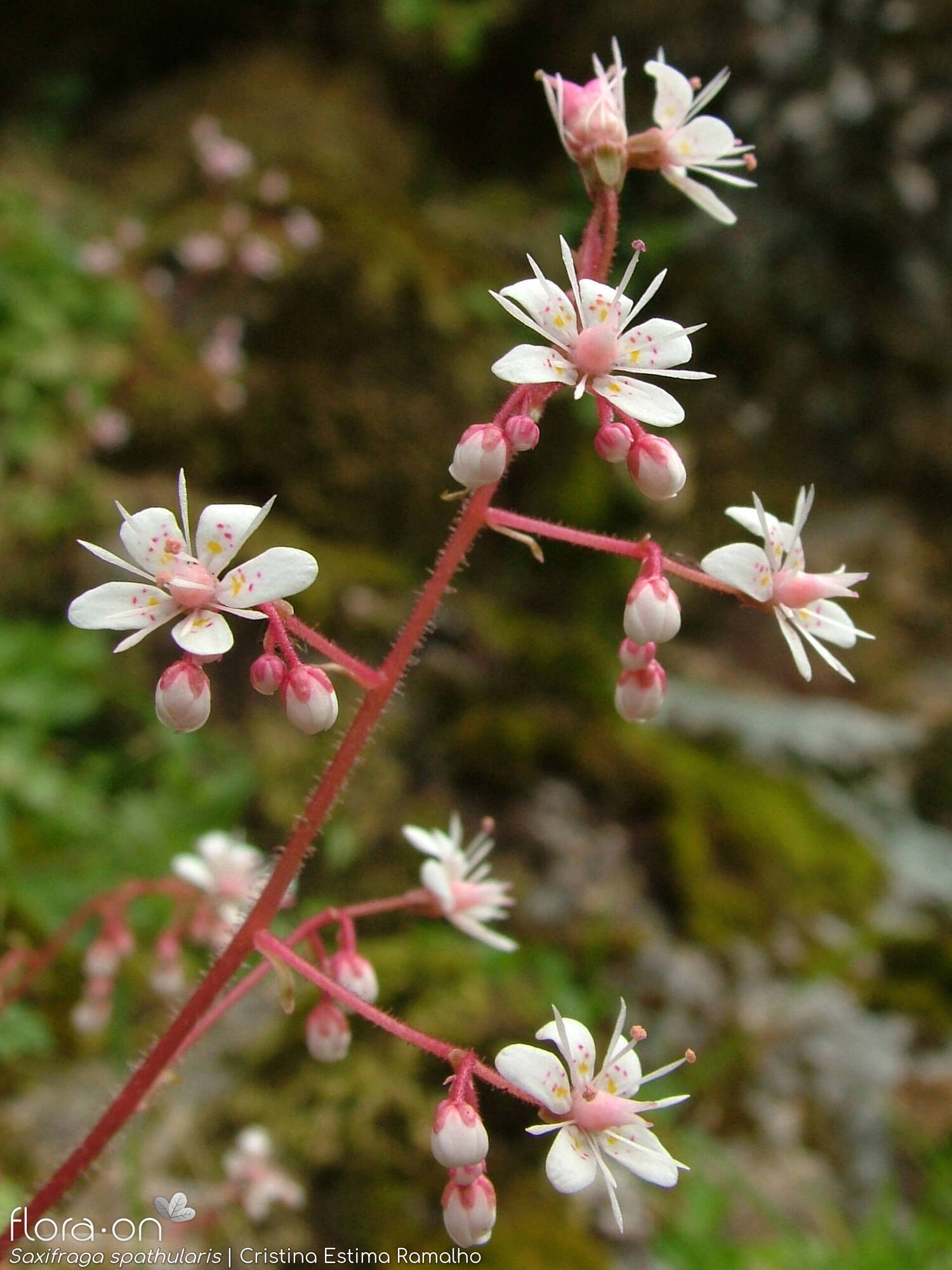 Saxifraga spathularis - Flor (geral) | Cristina Estima Ramalho; CC BY-NC 4.0