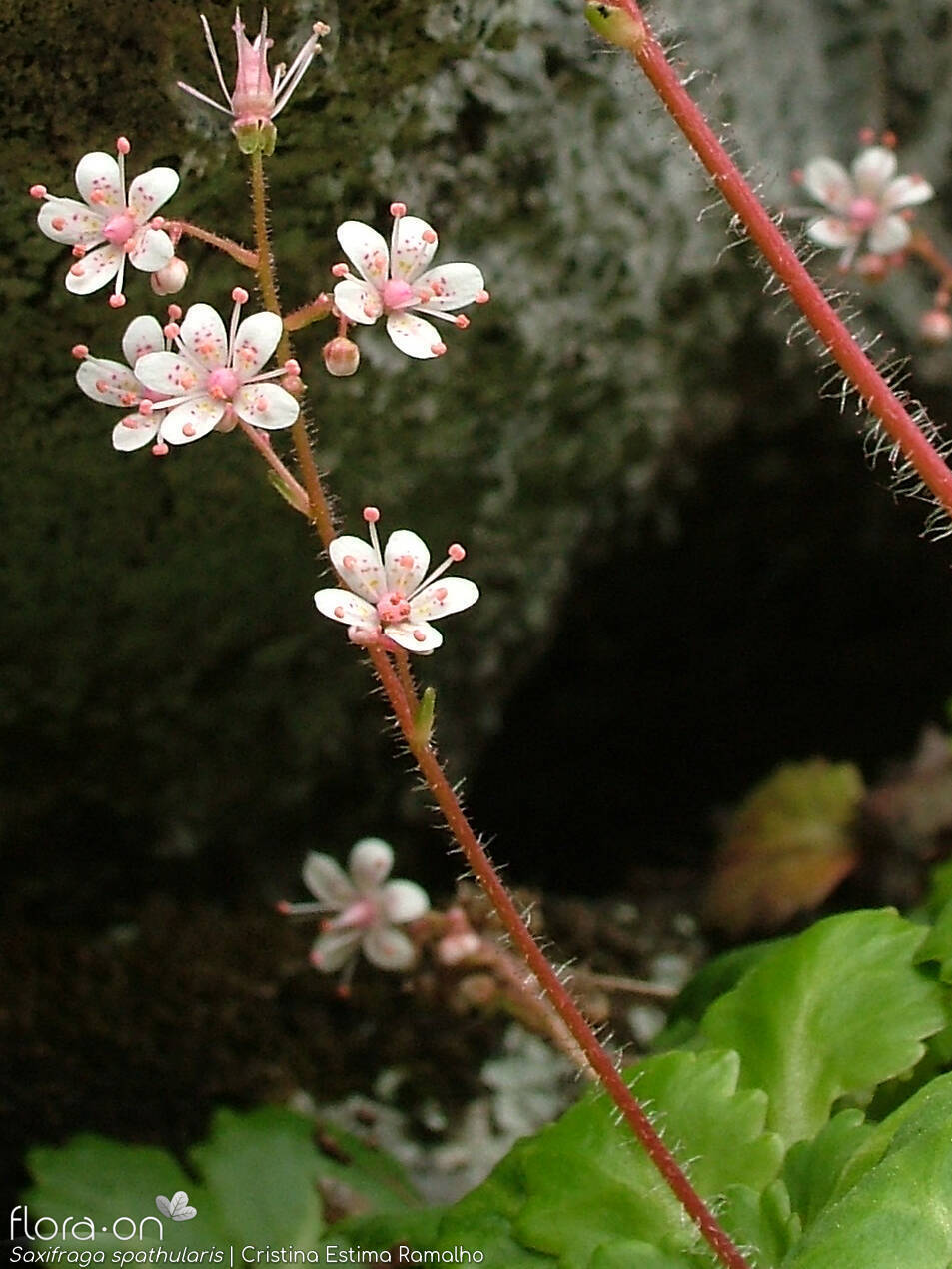 Saxifraga spathularis - Flor (geral) | Cristina Estima Ramalho; CC BY-NC 4.0