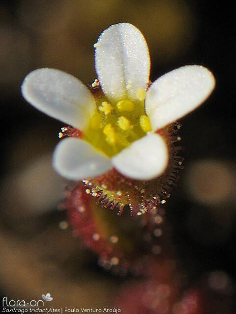 Saxifraga tridactylites - Flor (close-up) | Paulo Ventura Araújo; CC BY-NC 4.0