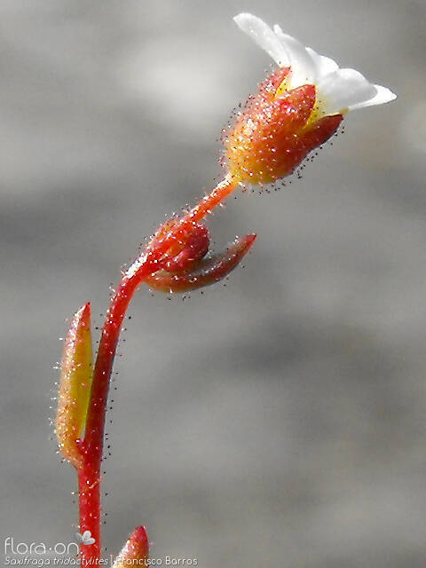 Saxifraga tridactylites - Flor (close-up) | Francisco Barros; CC BY-NC 4.0