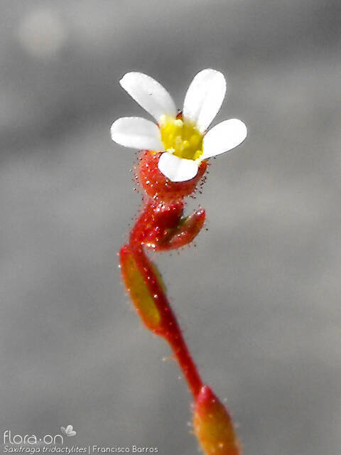 Saxifraga tridactylites - Flor (close-up) | Francisco Barros; CC BY-NC 4.0