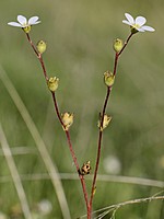 Saxifragaceae