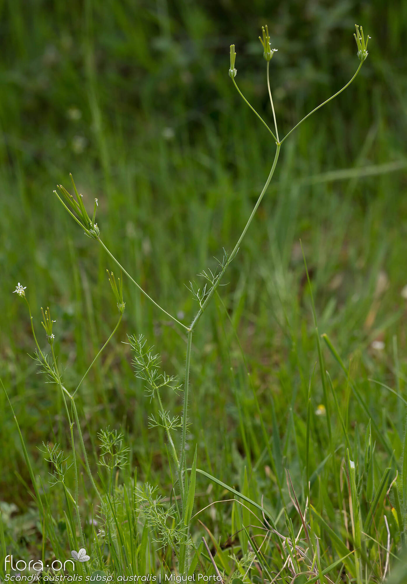 Scandix australis australis - Hábito | Miguel Porto; CC BY-NC 4.0