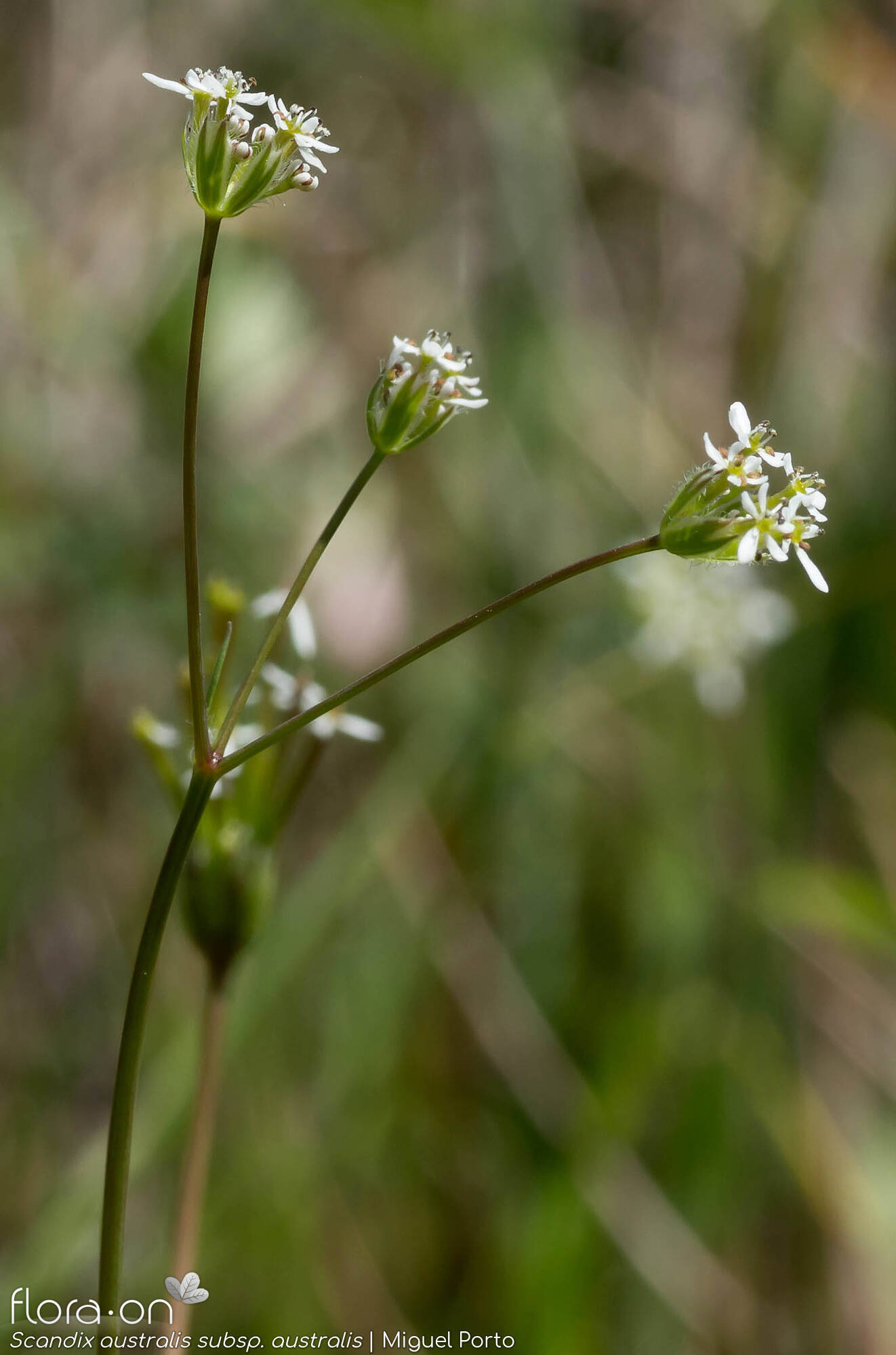 Scandix australis australis - Flor (geral) | Miguel Porto; CC BY-NC 4.0