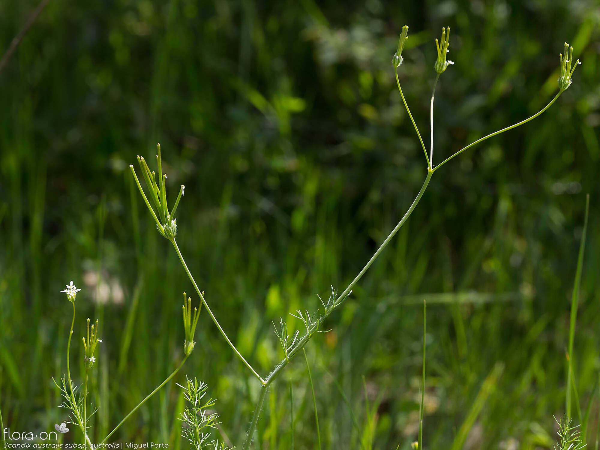 Scandix australis australis - Hábito | Miguel Porto; CC BY-NC 4.0