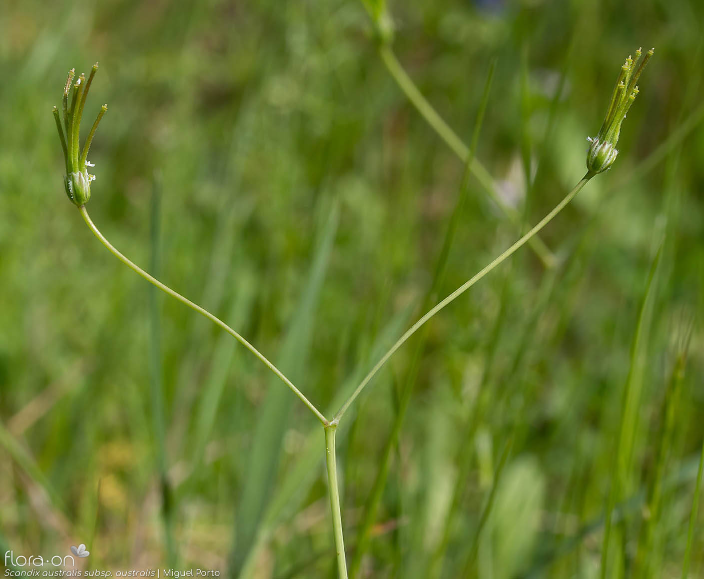Scandix australis australis - Flor (geral) | Miguel Porto; CC BY-NC 4.0