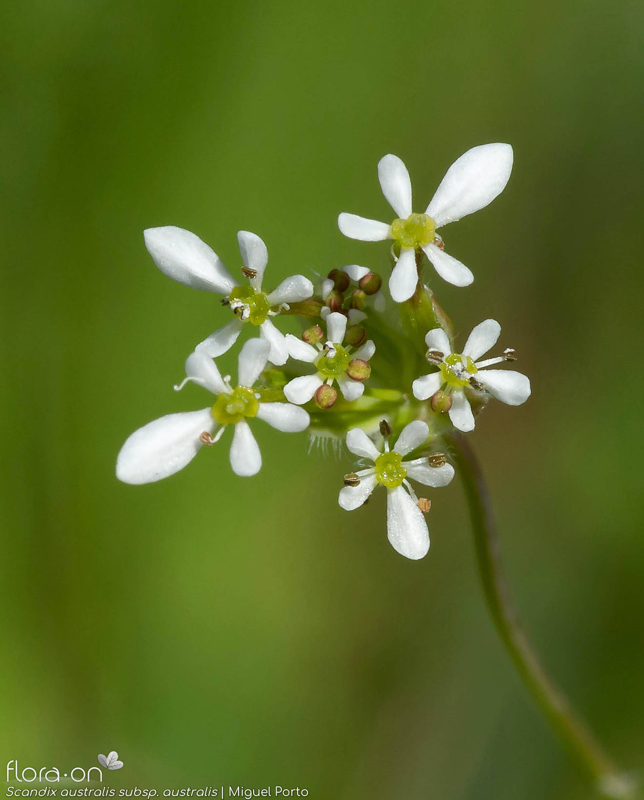 Scandix australis australis - Flor (close-up) | Miguel Porto; CC BY-NC 4.0