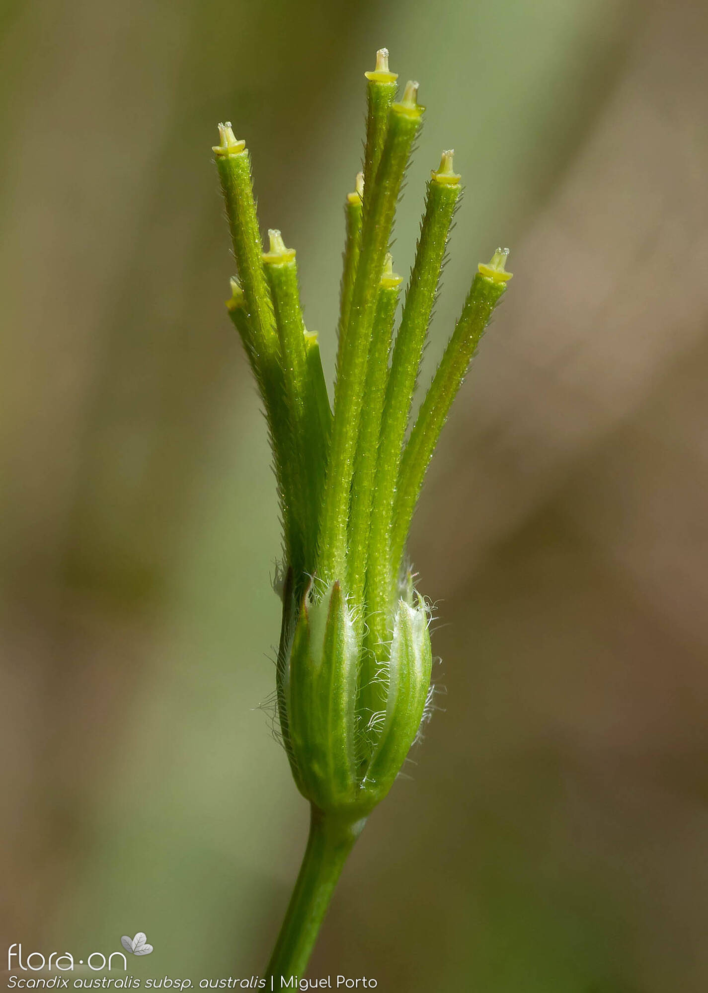Scandix australis australis - Fruto | Miguel Porto; CC BY-NC 4.0