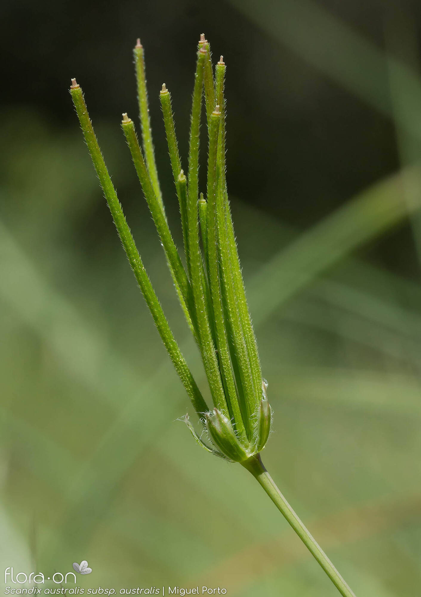 Scandix australis australis - Fruto | Miguel Porto; CC BY-NC 4.0