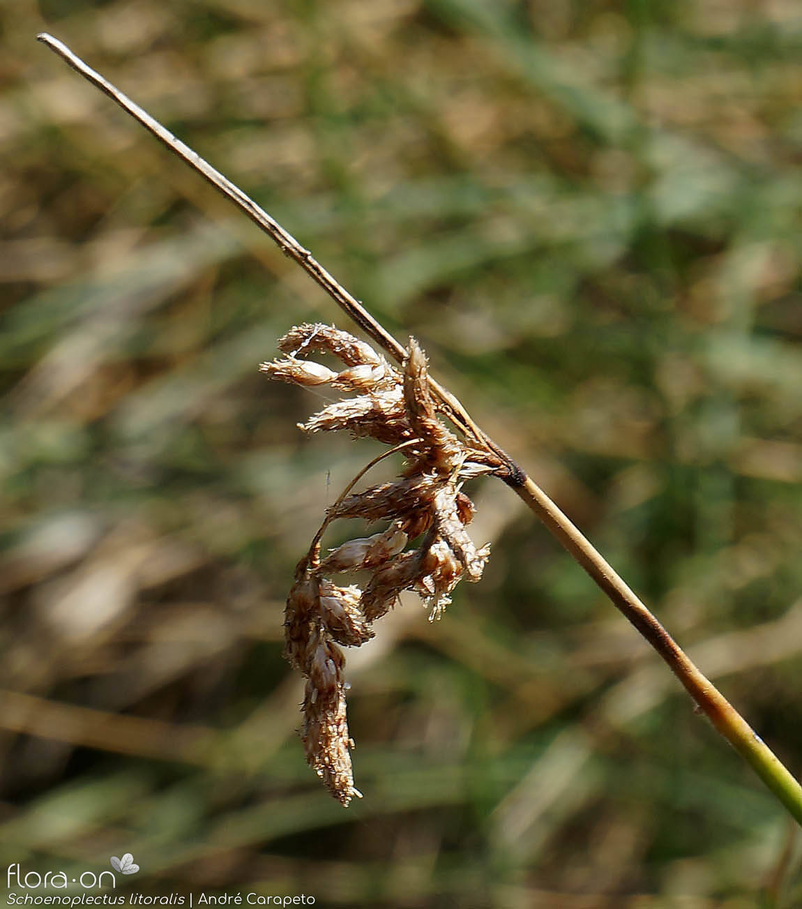 Schoenoplectus litoralis - Flor (geral) | André Carapeto; CC BY-NC 4.0