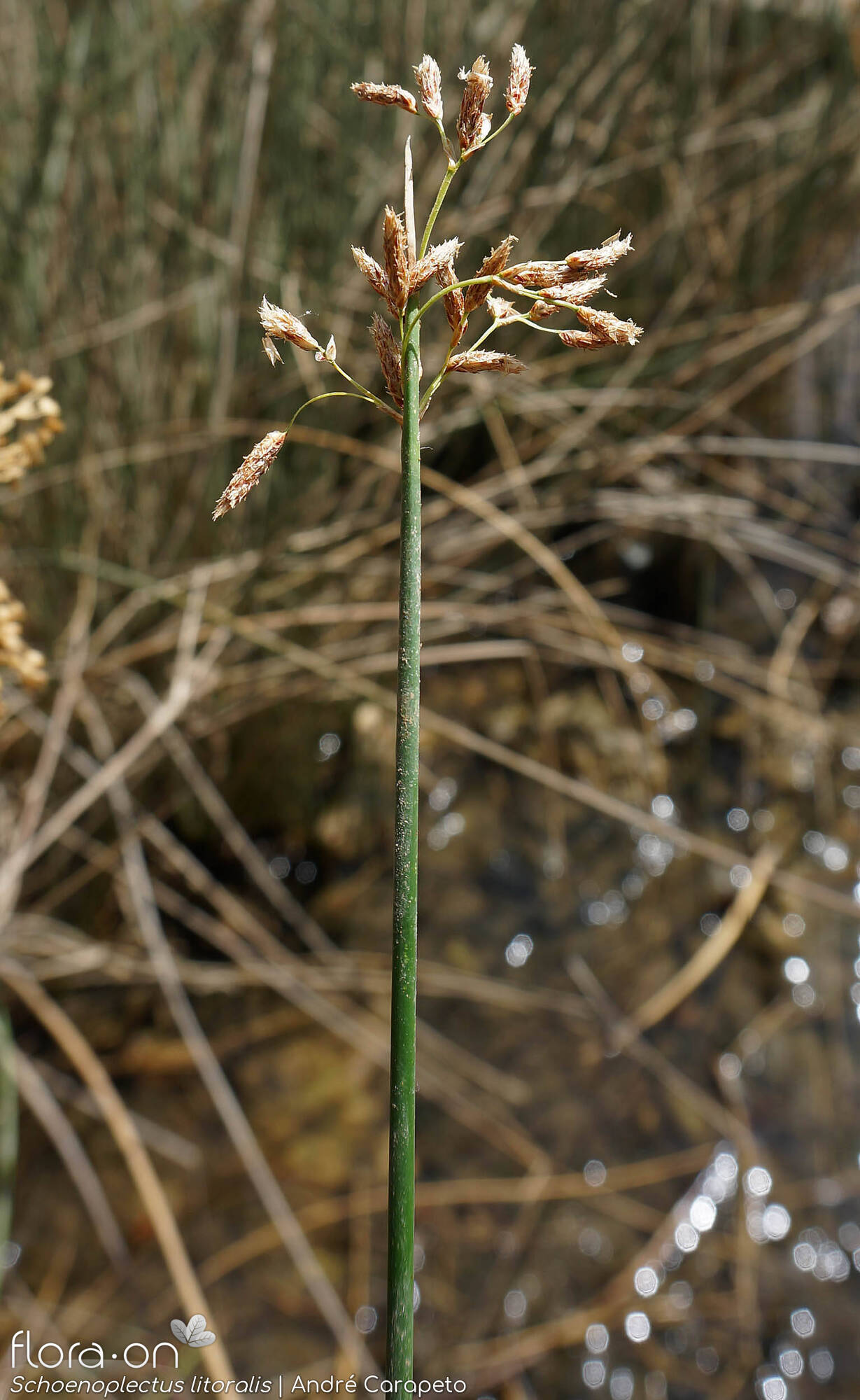 Schoenoplectus litoralis - Flor (geral) | André Carapeto; CC BY-NC 4.0
