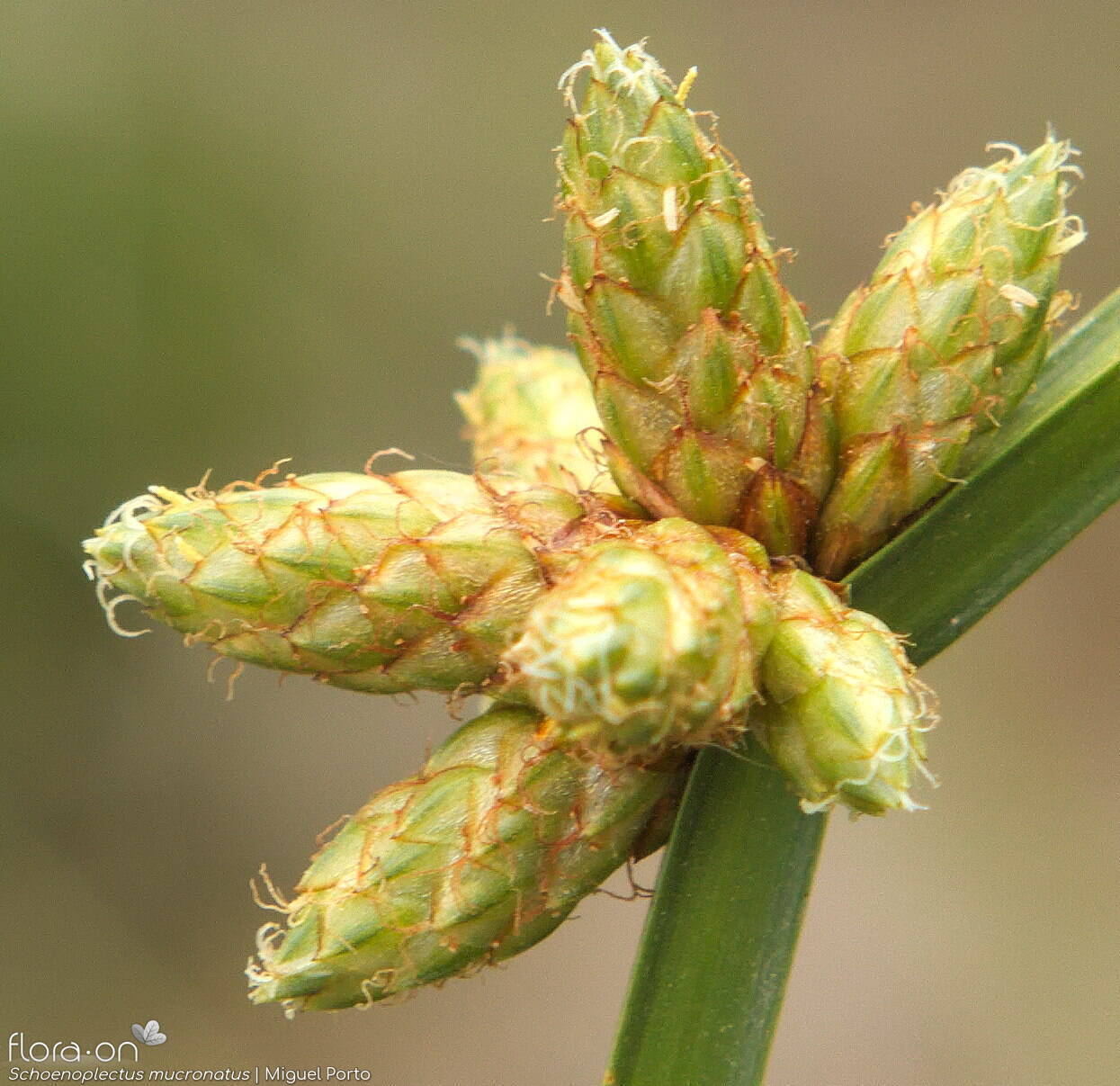 Schoenoplectus mucronatus - Flor (close-up) | Miguel Porto; CC BY-NC 4.0