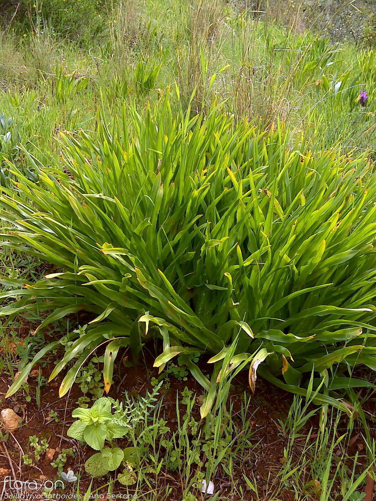 Scilla hyacinthoides - Folha (geral) | Ana Serrano; CC BY-NC 4.0