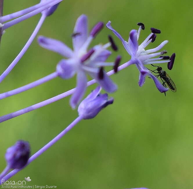 Scilla hyacinthoides - Flor (close-up) | Sérgio Duarte; CC BY-NC 4.0