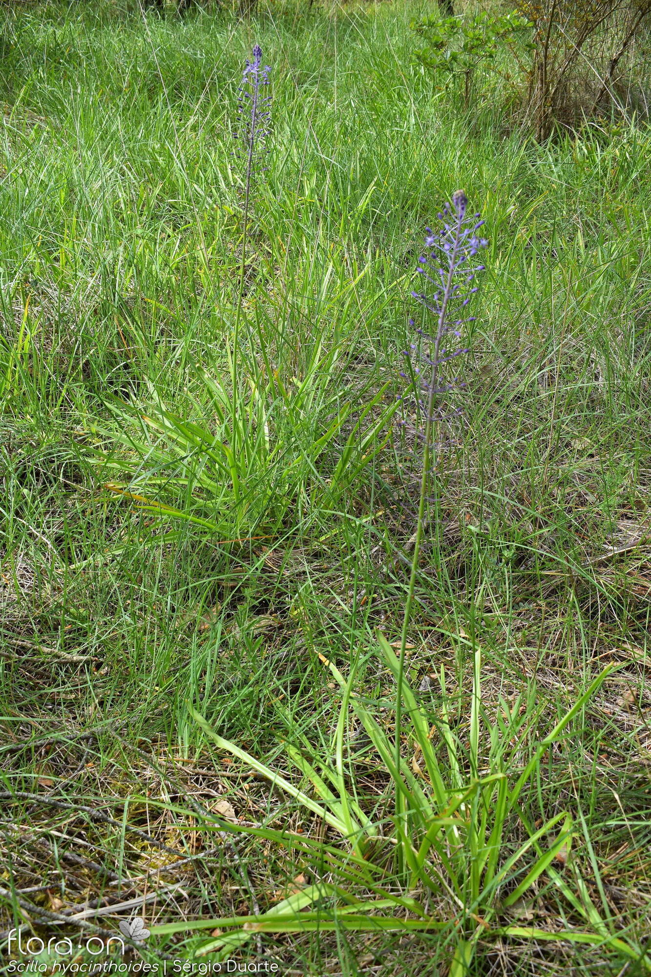Scilla hyacinthoides - Hábito | Sérgio Duarte; CC BY-NC 4.0