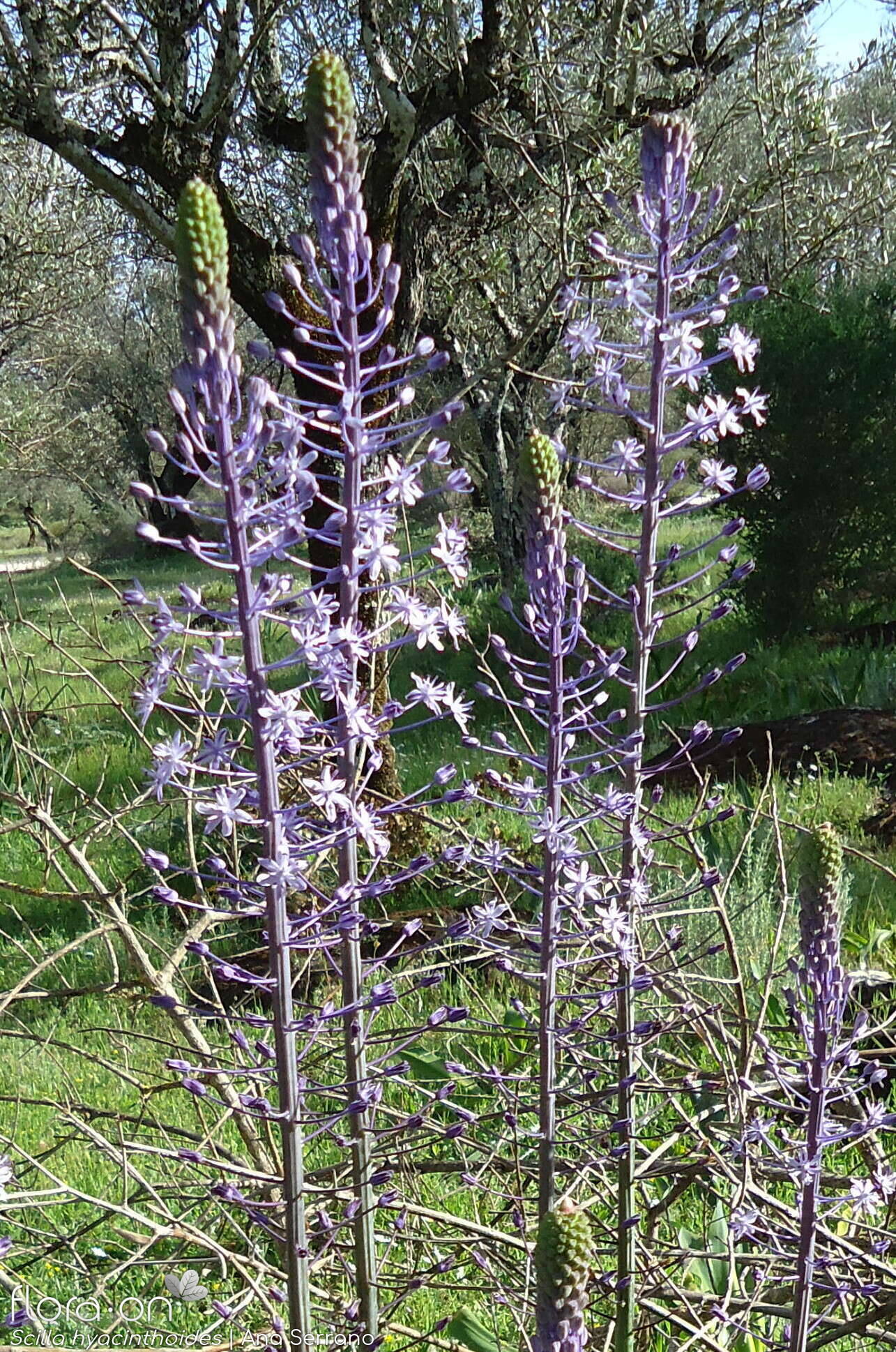 Scilla hyacinthoides - Flor (geral) | Ana Serrano; CC BY-NC 4.0