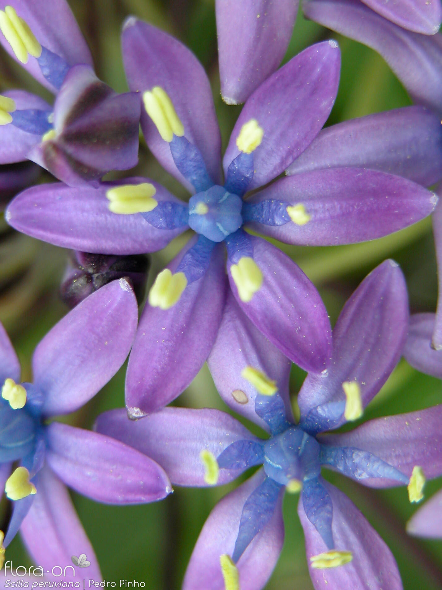 Scilla peruviana - Flor (close-up) | Pedro Pinho; CC BY-NC 4.0