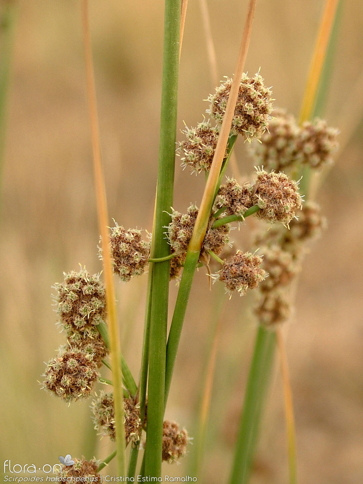 Scirpoides holoschoenus - Flor (geral) | Cristina Estima Ramalho; CC BY-NC 4.0