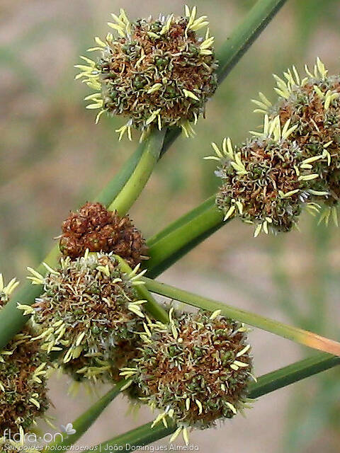 Scirpoides holoschoenus - Flor (close-up) | João Domingues Almeida; CC BY-NC 4.0