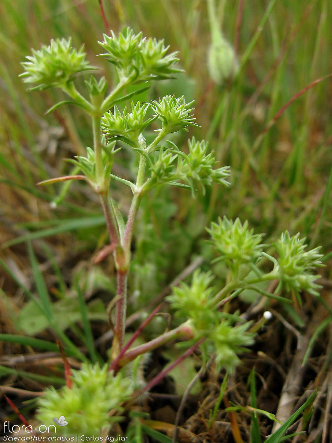 Scleranthus annuus - Hábito | Carlos Aguiar; CC BY-NC 4.0