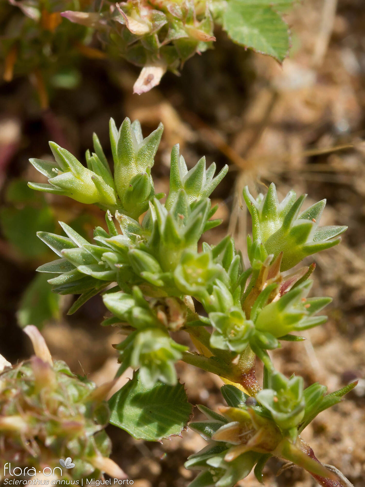 Scleranthus annuus - Flor (geral) | Miguel Porto; CC BY-NC 4.0