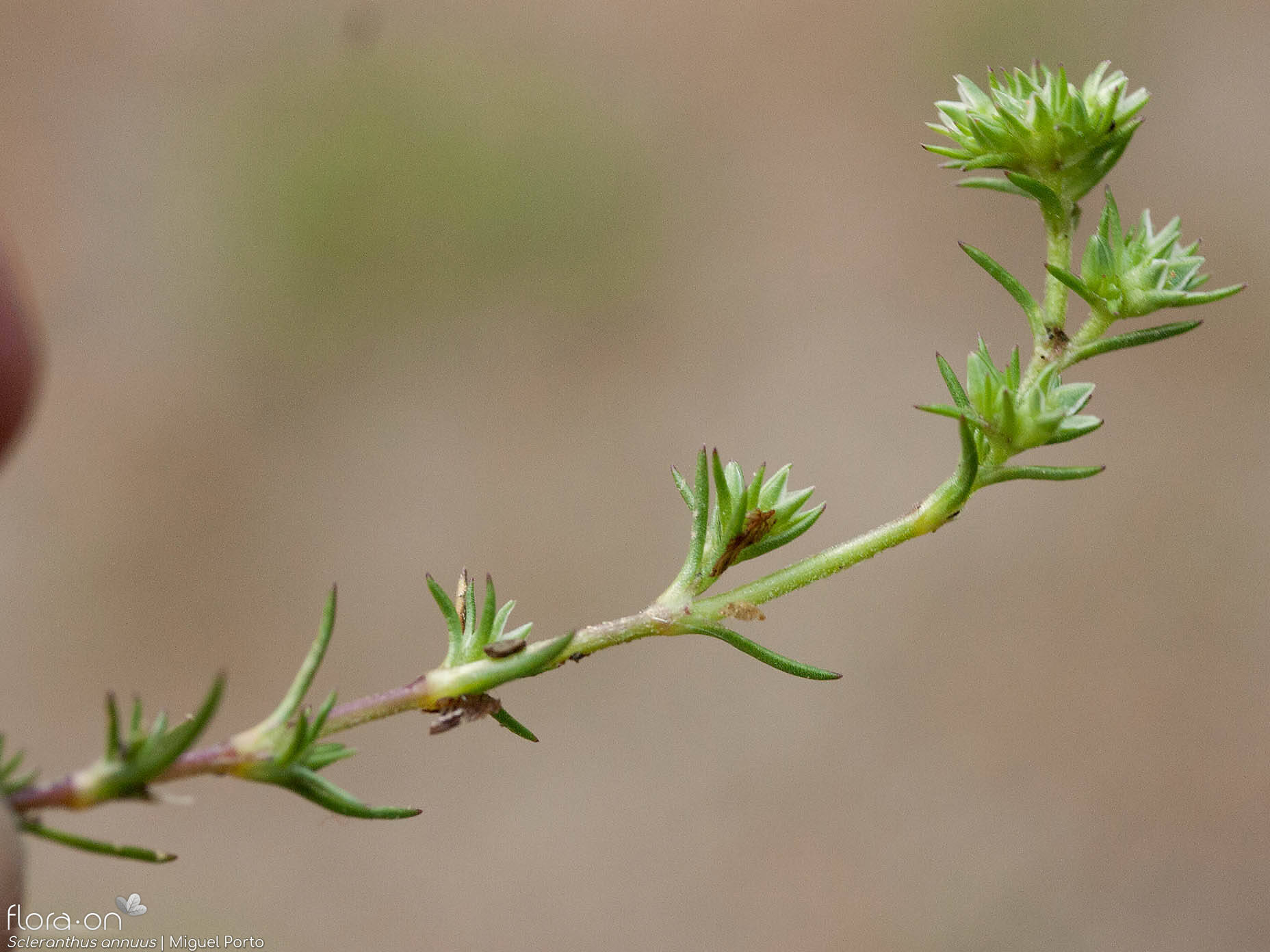 Scleranthus annuus - Hábito | Miguel Porto; CC BY-NC 4.0