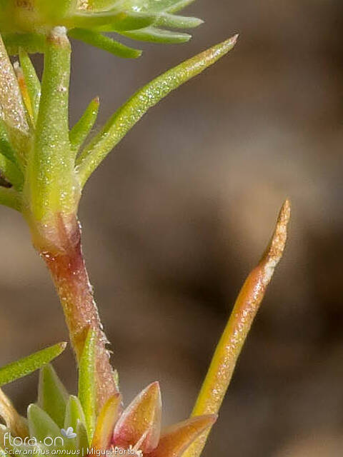 Scleranthus annuus - Folha | Miguel Porto; CC BY-NC 4.0