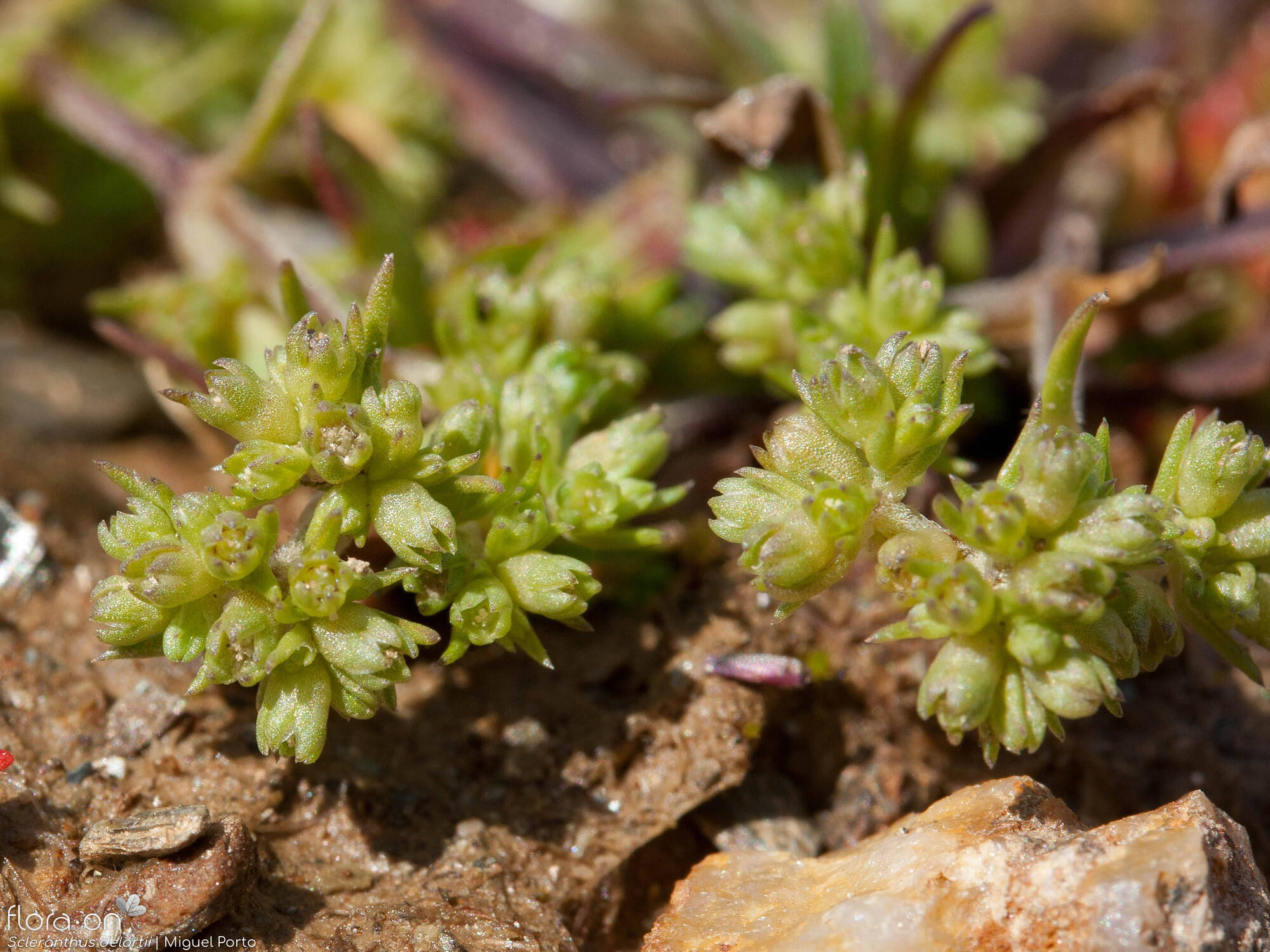 Scleranthus delortii - Flor (geral) | Miguel Porto; CC BY-NC 4.0