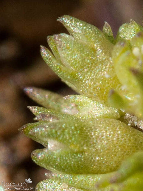 Scleranthus delortii - Flor (close-up) | Miguel Porto; CC BY-NC 4.0