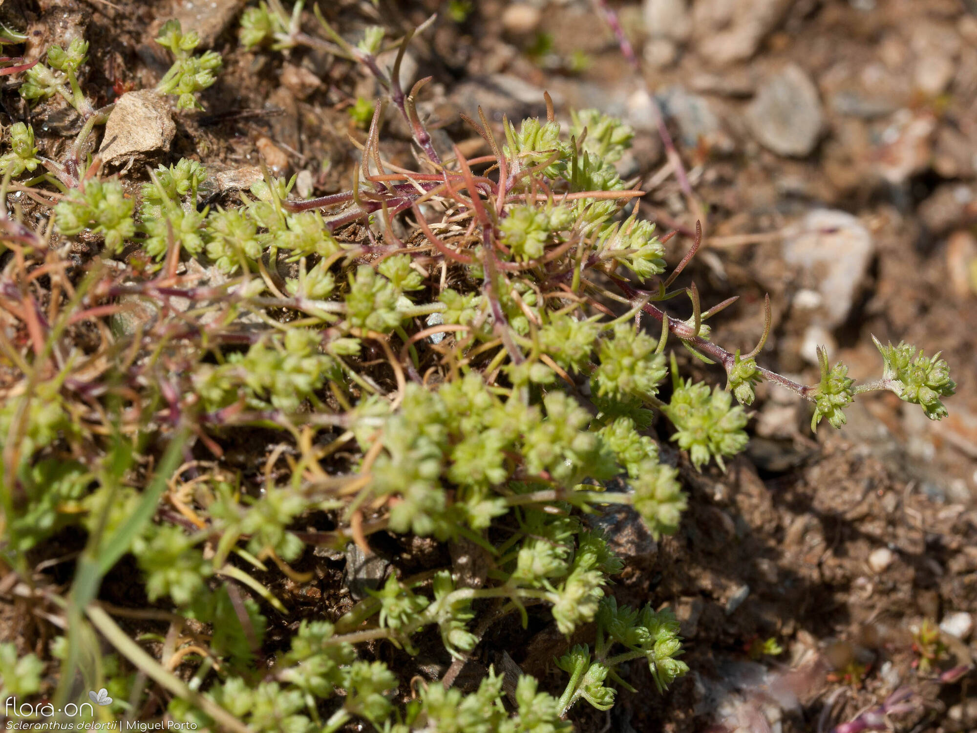 Scleranthus delortii - Hábito | Miguel Porto; CC BY-NC 4.0
