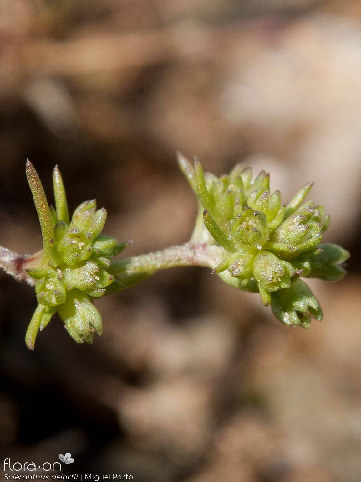 Scleranthus delortii - Flor (geral) | Miguel Porto; CC BY-NC 4.0