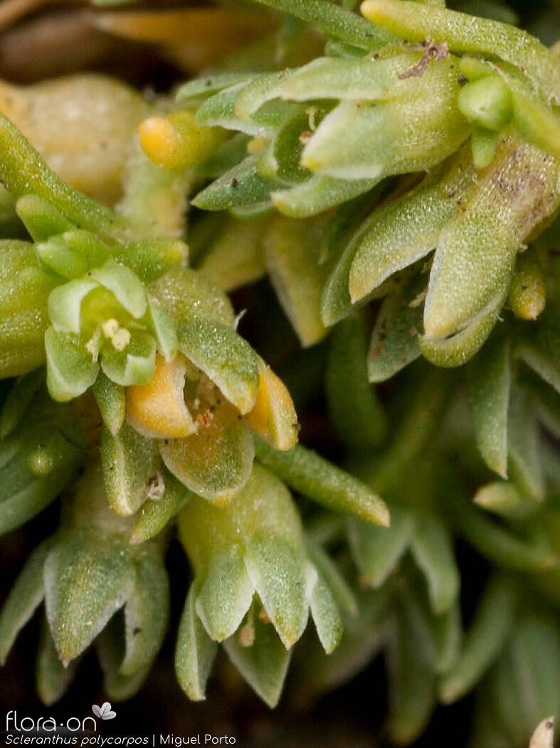 Scleranthus polycarpos - Flor (close-up) | Miguel Porto; CC BY-NC 4.0