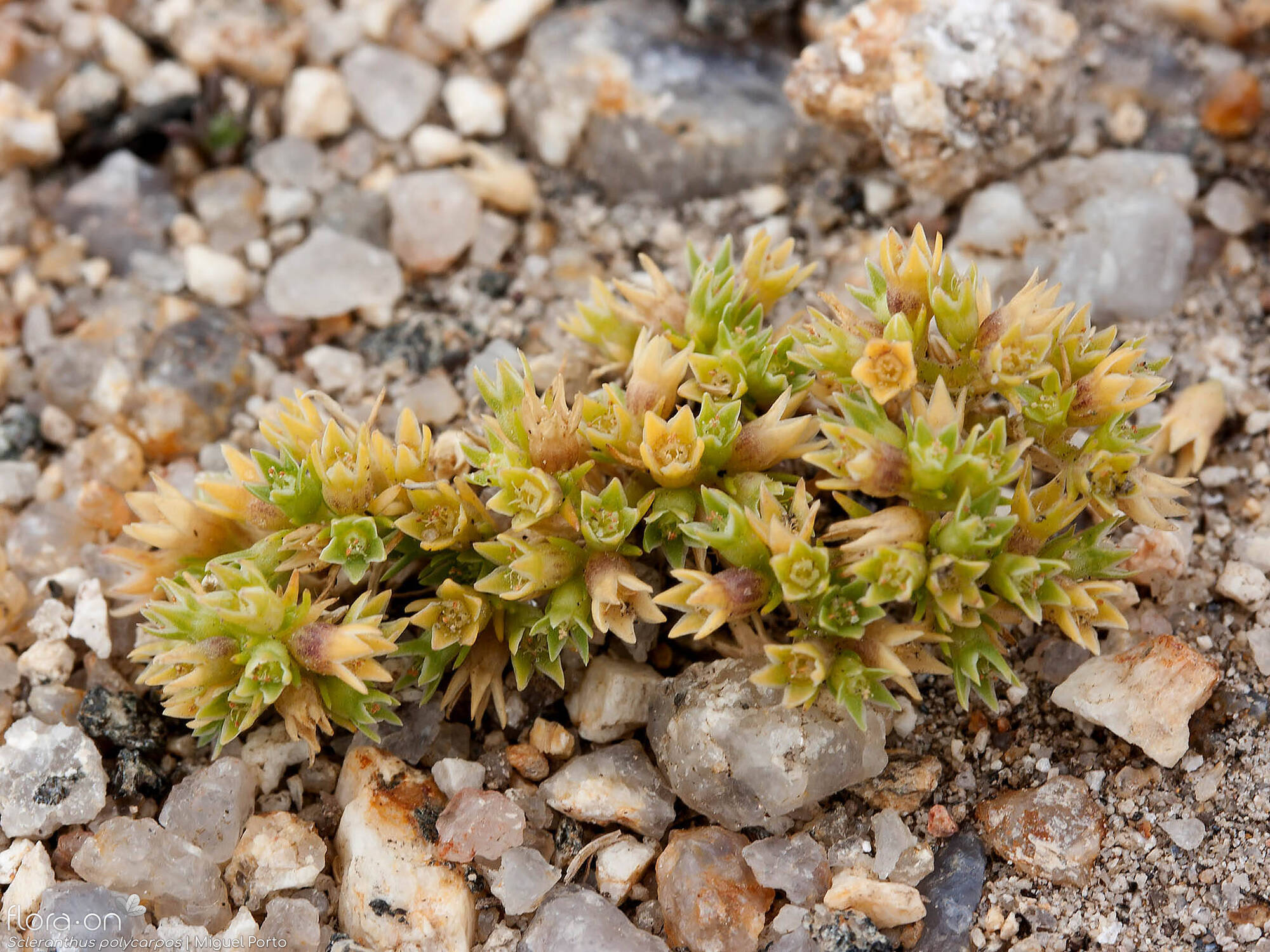 Scleranthus polycarpos - Hábito | Miguel Porto; CC BY-NC 4.0