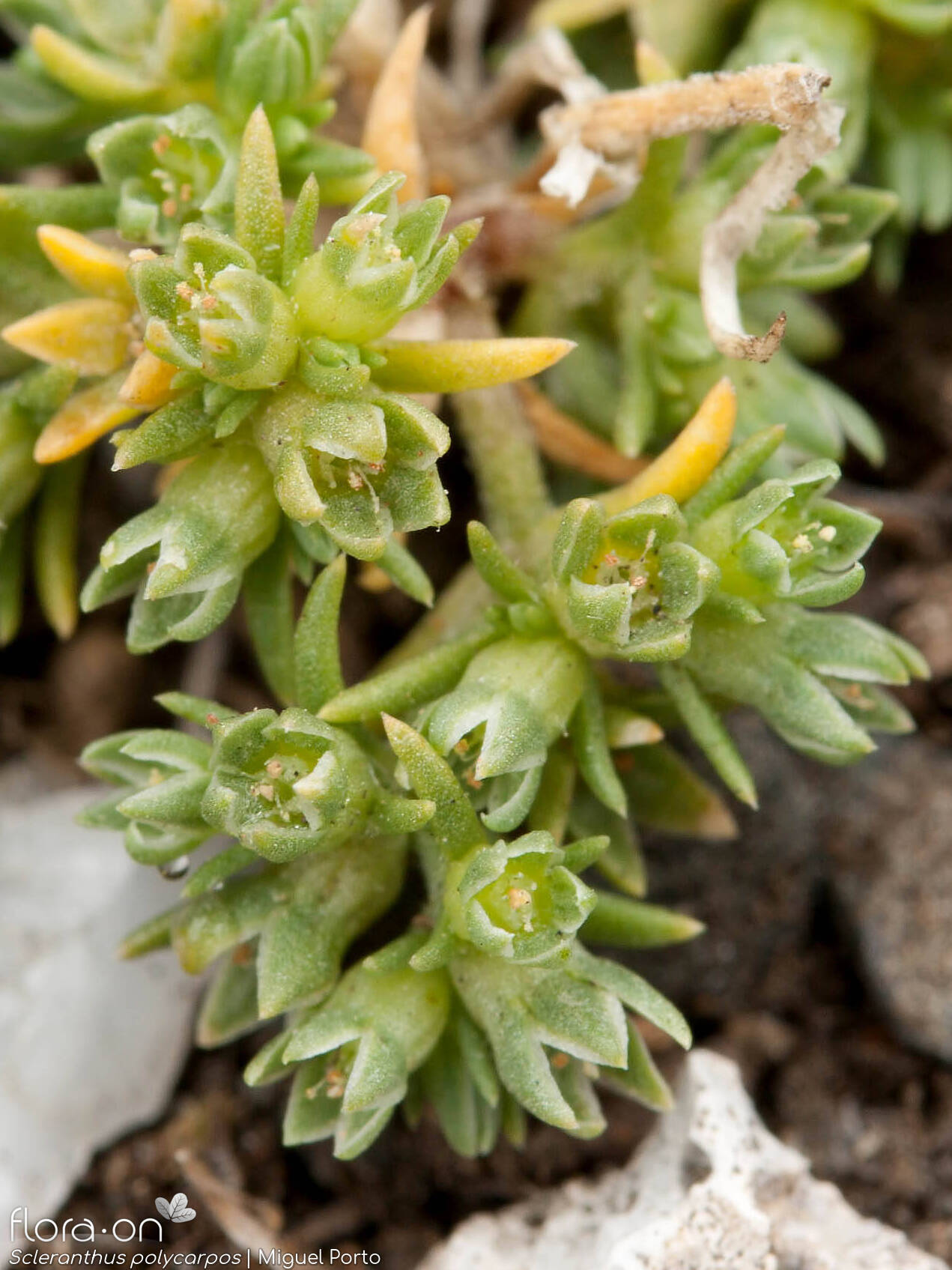 Scleranthus polycarpos - Flor (geral) | Miguel Porto; CC BY-NC 4.0